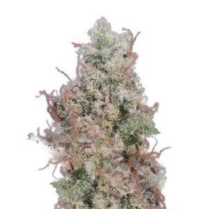 NorthCountryPharms Cherry AK 3.5