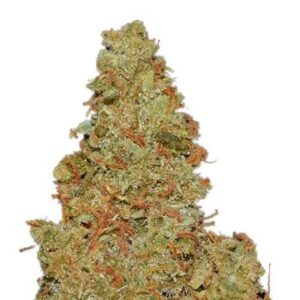 NorthCountryPharms Lemon Haze 3.5