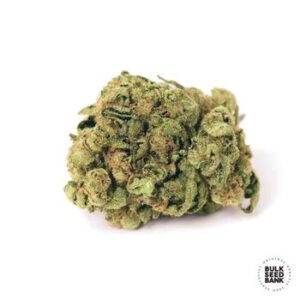 Gorilla Glue